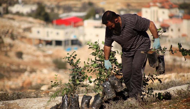 فلسطين تحيي يوم الشجرة في عدة محافظات موقع رام الله الإخباري