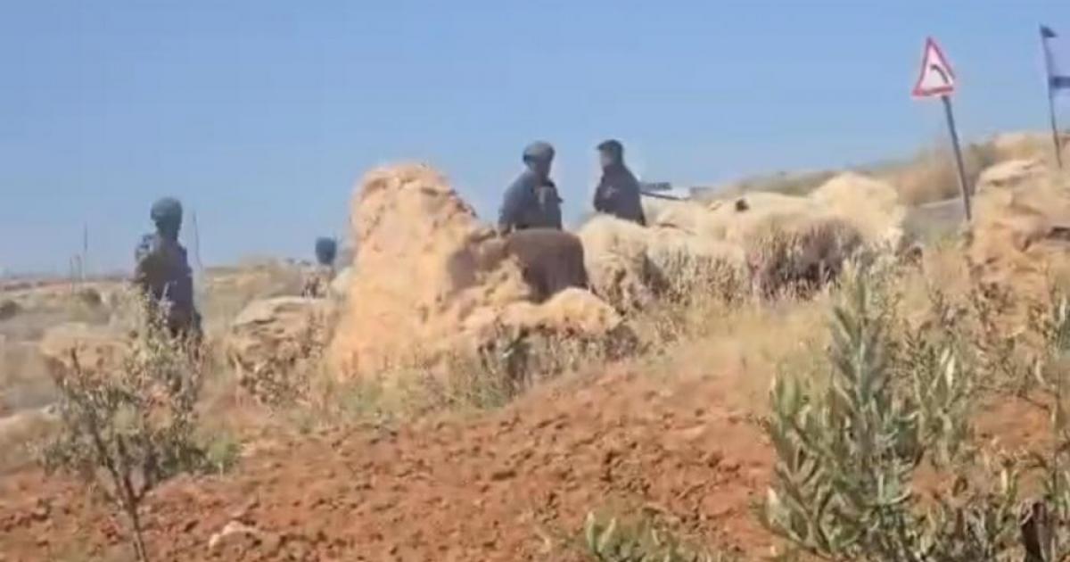 الاحتلال يطرد رعاة الأغنام من أراضيهم بمسافر يطا بالخليل