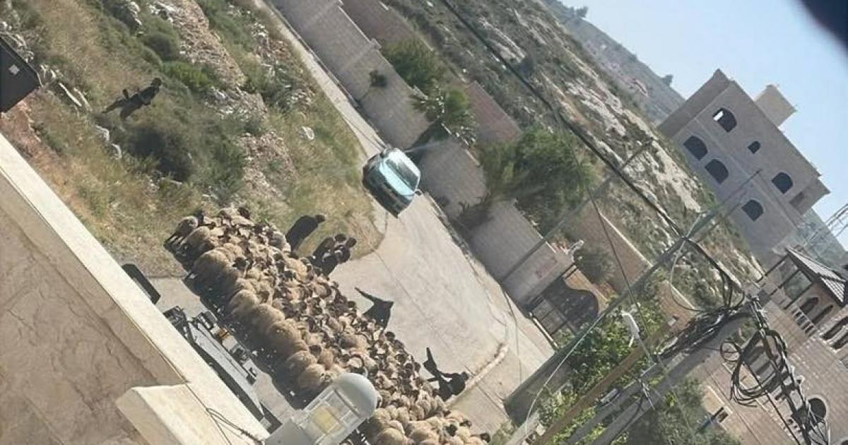 بحماية جيش الاحتلال.. مستوطنون يسرقون أغنامًا وحمارًا وكلبًا من عبوين شمال رام الله