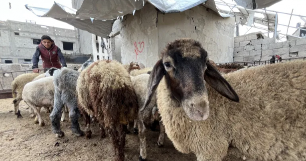 أضحية بـ7 آلاف دولار في غزة في ظل انهيار اقتصادي خانق
