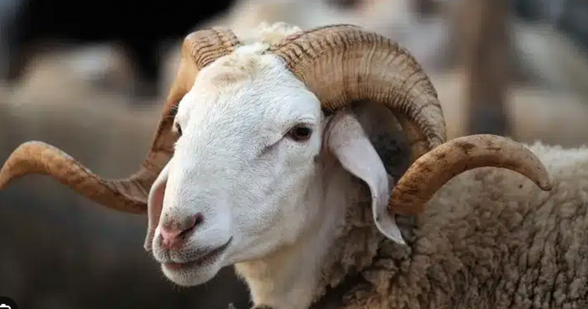 فتوى بشأن حكم هلاك الأضحية أو ضياعها قبل يوم العيد