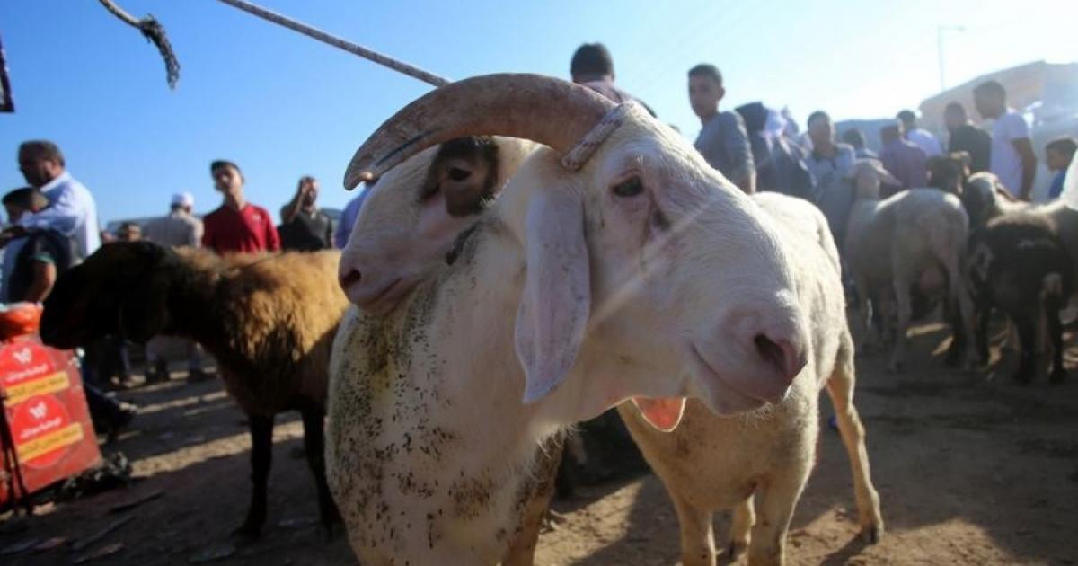قبل العيد.. كم ستكلف "الأضحية" ميزانية العائلة الفلسطينية هذا العام؟