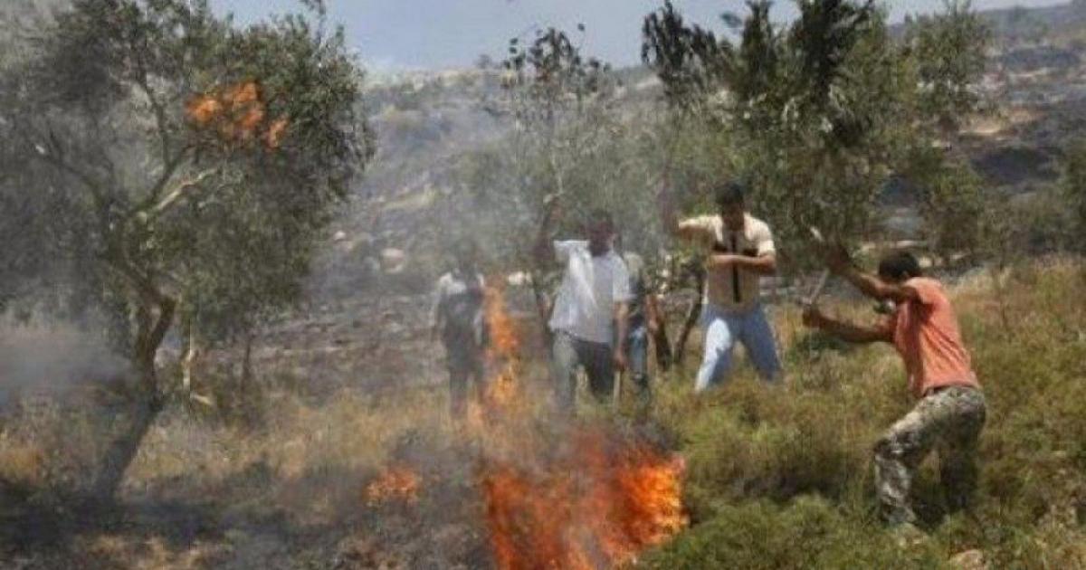 مستوطنون يهاجمون منازل ويحرقون أراضي زراعية في مادما جنوب نابلس