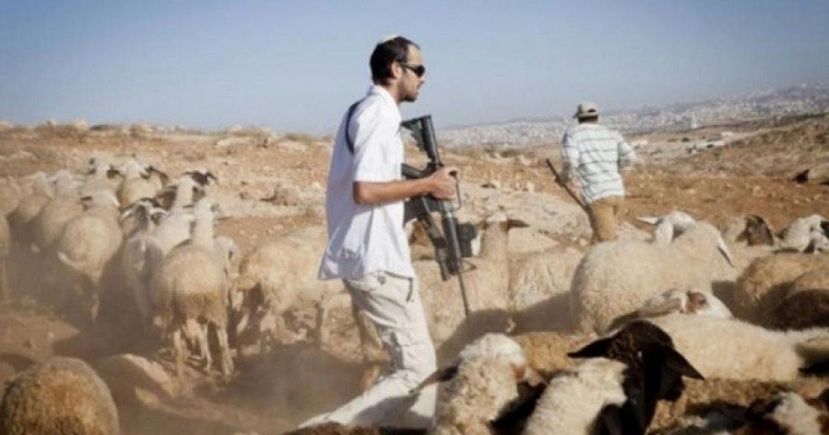 مستوطنون يسرقون اغناماً من عينابوس قرب نابلس