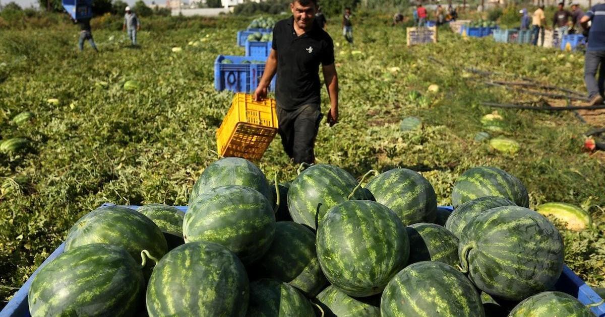 الكيلو بشيكل واحد.. هل أغرق البطيخ الإسرائيلي المصاب أسواقنا؟ "الزراعة" توضح