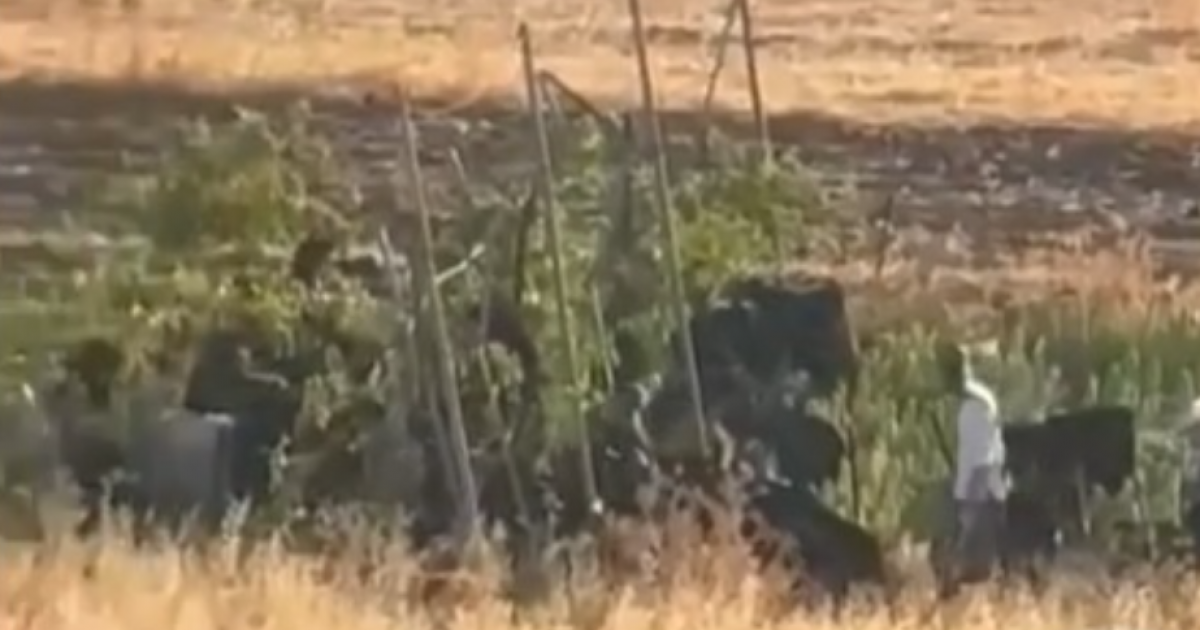 مستوطنون يرعون أغنامهم في أرض زراعية بقرية المغير