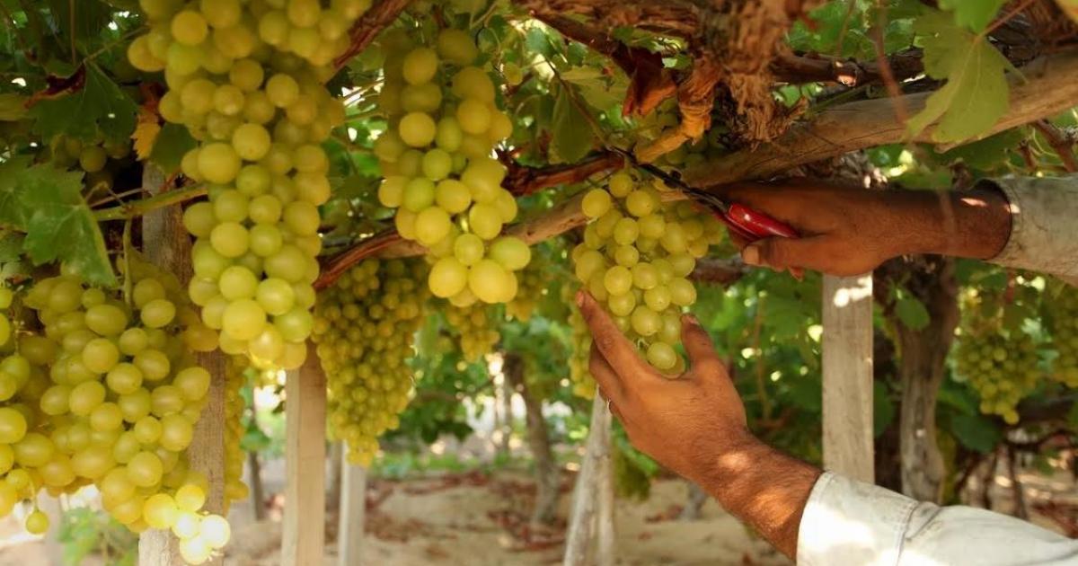 ماذا يحدث لجسمك عند تناول العنب بانتظام؟ 9 فوائد صحية قد تفاجئك
