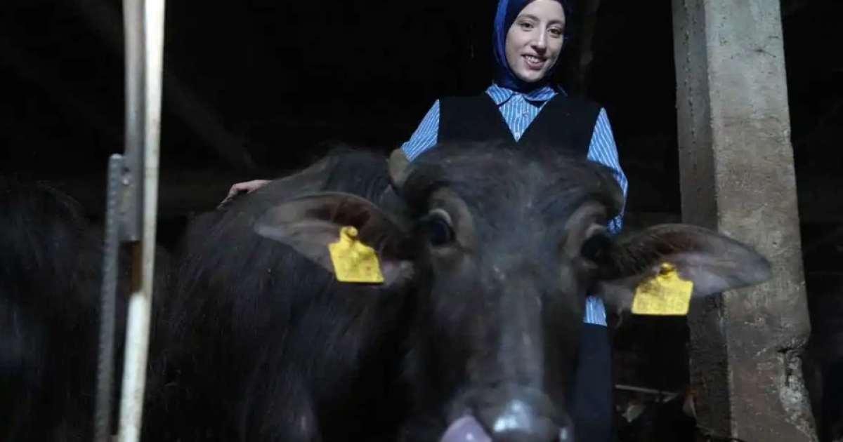 مشروع غير حياتها.. "راعية الجواميس" تجني الربح والشهرة في تركيا