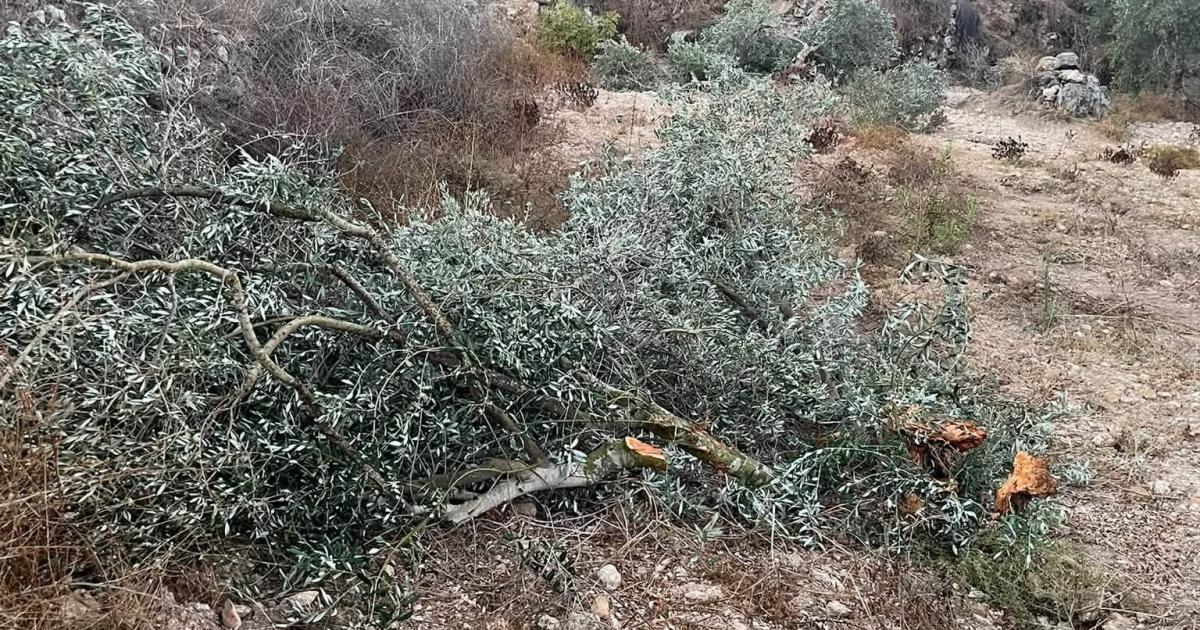مستوطنون يقتلعون ويكسرون عشرات أشجار الزيتون في نعلين غرب رام الله