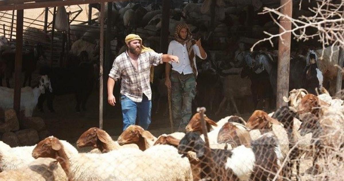 سرقة المستوطنين للأغنام: استنزاف للثروة الحيوانية وضغط على أسعار اللحوم