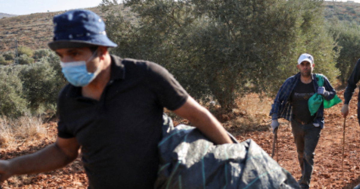 الاحتلال والمستوطنون يلاحقون موسم الزيتون في الضفة والقدس