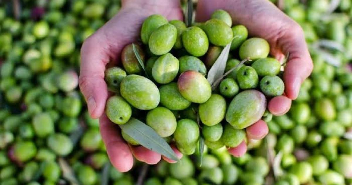 فياض: أسعار زيت الزيتون ستتراجع مع انحسار ذروة الطلب