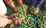 olive_picking_palestine_afp.jpg