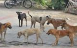 stray-dogs.jpeg