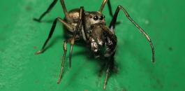  عناكب تغذّي صغارها بالرضاعة