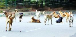 حملة للقضاء على الكلاب الضالة في جنين 