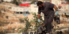 احياء يوم الشجرة في فلسطين 