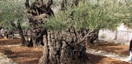 حملة تركية لغرس 10 آلاف شجرة زيتون في القدس