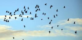 D8AAD981D8B3D98AD8B1-D8ADD984D985-D8A7D984D8B7D98AD988D8B1-1