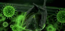 الخفاش اصل فيروس كورونا 