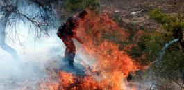 مستوطنون يحرقون اشجار زيتون في نابلس 