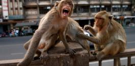 2020-03-20t110900z_1367692753_rc2nnf9xm337_rtrmadp_3_health-coronavirus-thailand-monkeys-840x540