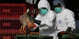 انفلونزا الطيور في السعودية 