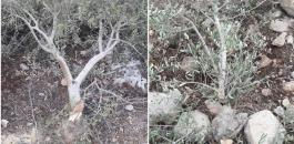 المستوطنون يقطعون اشجار زيتون في عرابة بجنين 