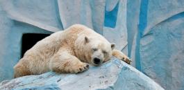 النرويج تقاضي اي شخص يقوم باخافة الدب القطبي وايقاظه من نومه 