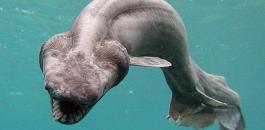 العثور على أقدم أسماك قرش في العالم يعود عصرها إلى عصر الديناصورات
