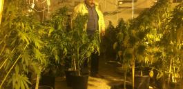 ضبط مشتل كبير لزراعة المخدرات غرب رام الله 