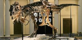 اكتشاف بقايا ديناصور