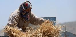 منع مزارعين في جالود من حصاد القمح
