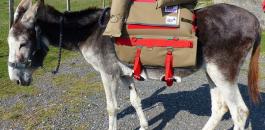 Inflatable-seatbeats-for-donkeys-by-SaddleAid-1