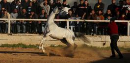 اسعار الخيول الاصيلة في غزة تتجاوز سيارة فارهة 