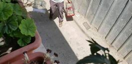 الاحتلال يصادر عصفورين وقرن غزال من مقدسي