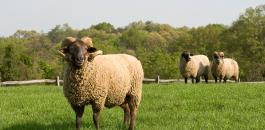Hog_Island_Sheep_USDA_ARS