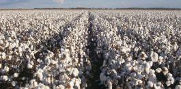 تركيا تعلن شرائها محصول السوادن من القطن البالغ 450 ألف طن