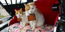القطط اليابانية والزلازل 