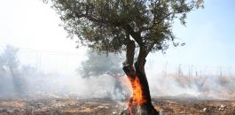 المستوطنون يحرقون اشجار زيتون في دير بلوط 
