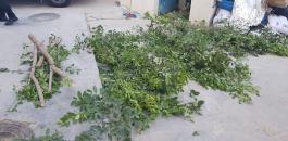 ضبط اشجار قات مخدر في رام الله 