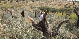 تقطيع اشجار الزيتون في نابلس 