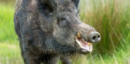 بلدية سلفيت وقتل الخنازير البرية 