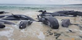 انتحار جماعي لحيتان في استراليا 