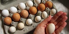 شركة تعلن عن وظائف براتب 10 دولارات وعلاوة تحفيزية 144 بيضة