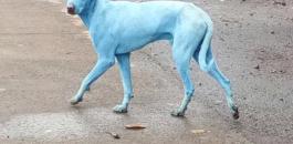 كلاب زرقاء في الهند 