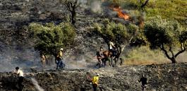 مستوطنون يحرقون 60 دونماً من أشجار الزيتون في بورين جنوب نابلس