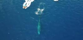 ظهور الحوت الأزرق لأول مرة في مياه البحر الأحمر