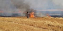 حرق محاصيل المواطنين في الخليل 