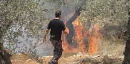المستوطنون يحرقون أشجار الزيتون في نابلس 